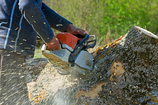 Best Local Tree Services  in USA